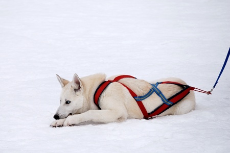 white huskyの写真素材
