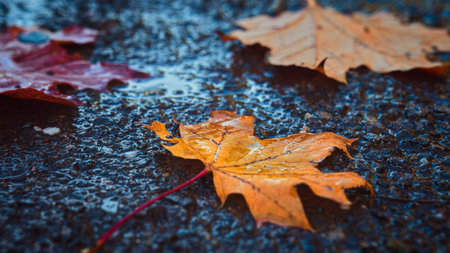 three fallen colorful maple leaves in autumnの写真素材