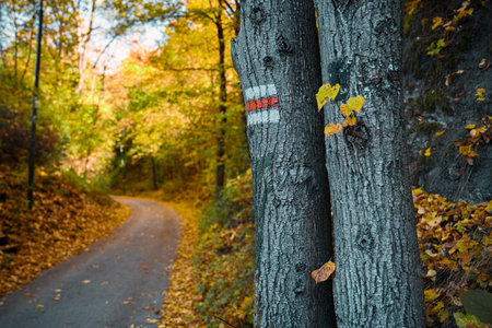 asphalt road through autumn landscape and signの写真素材