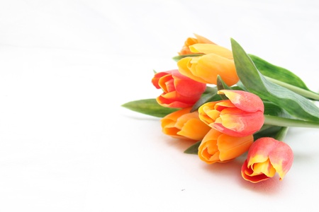 colorful tulips