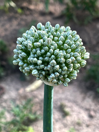 Blooming Onion Flowers in a Gardenの写真素材