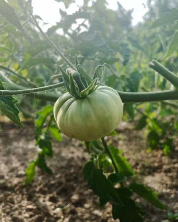 Green Tomato Growing on a Vine in a Gardenの写真素材