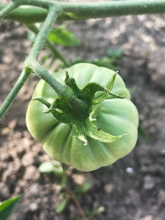 Green Tomato Growing on a Vine in a Gardenの写真素材