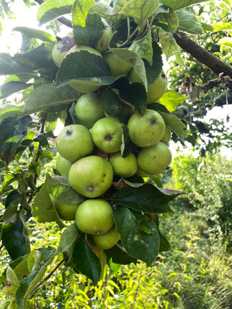Cluster of Green Apples Growing on a Treeの写真素材