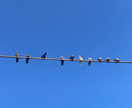 Group of Birds Perched on an Electrical Wire Against a Clear Blue Skyの写真素材