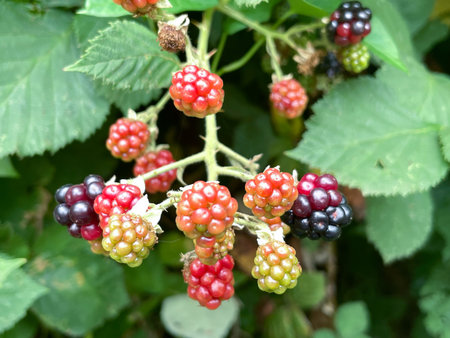 Blackberries in various stages of ripenessの写真素材