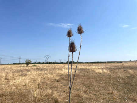 Dry Thistle Plant in a Golden Field, Summer Landscape with Power Linesの写真素材
