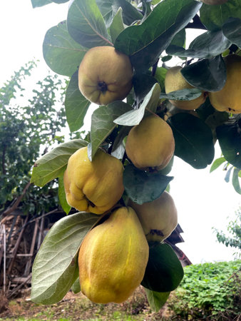 Ripe Quince Fruits Hanging on Tree Branch with Green Leaves Autumn Harvest Sceneの写真素材