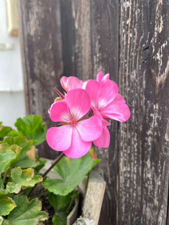 Delicate Pink Geranium Flower Against Rustic Wooden Background Spring and Summer Garden Scene