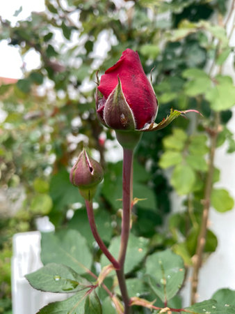 Summer Flower with Textured Petals and Green Leaves Fresh and Cheerful Nature Photoの写真素材