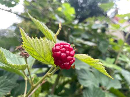 Ripe Red Raspberry on Bush with Green Leaves Summer Harvest and Organic Fruitの写真素材