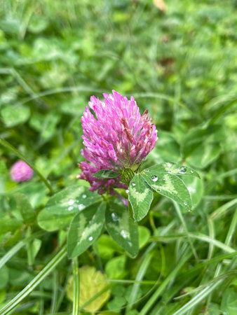 Blooming Pink Clover in Field with Dewdrops Fresh and Cheerful Nature Photoの写真素材