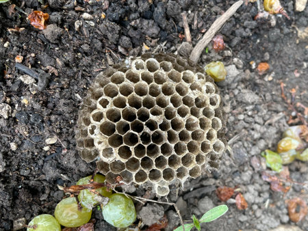 Empty Wasp Nest on Ground with Grapes Nature and Garden Sceneの写真素材