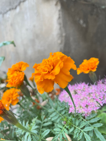 Vibrant Orange Marigold Flowers in Garden with Pink Blooms Summer Nature Sceneの写真素材