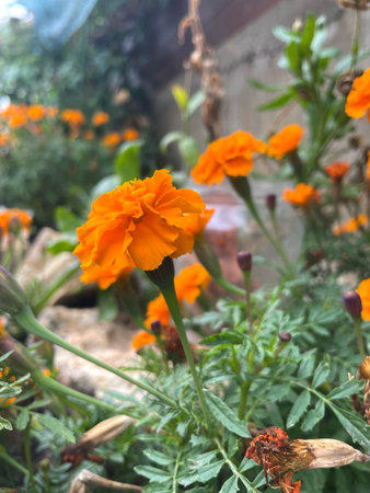 Beautiful Orange Flowers with Green Leaves and Colorful Garden Photographyの写真素材