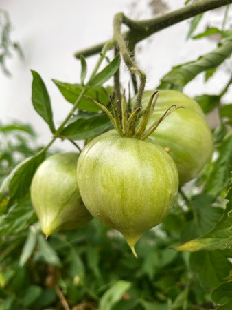 Green Tomato Growing on Vine in Garden Fresh Produce and Healthy Eating Conceptの写真素材