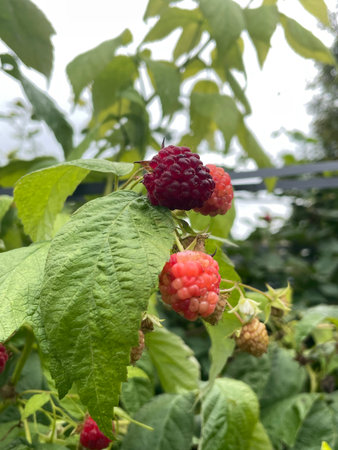 Ripe Red Raspberry on Bush with Green Leaves Summer Harvest and Organic Fruitの写真素材