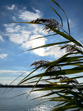 Sunlit Reed Silhouettes Over Glistening Waterの写真素材