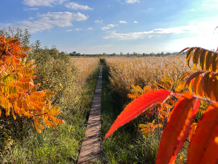 Wooden Path Through Golden Autumn Reed Field Under Blue Sky Serene Nature Walkの写真素材