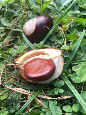 Open chestnut shells with shiny brown nuts on green grass autumn nature backgroundの写真素材