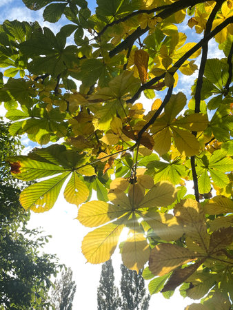 Sunlight filtering through autumn chestnut leaves peaceful nature backgroundの写真素材