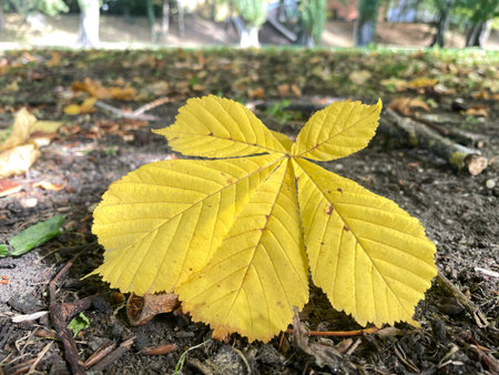 Single yellow autumn chestnut leaf on forest floor seasonal nature backgroundの写真素材