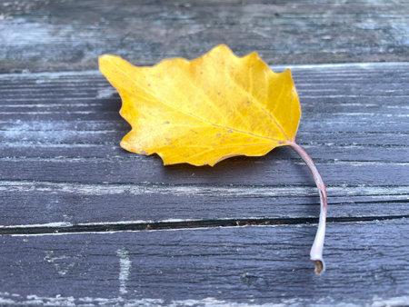Single yellow autumn leaf on weathered wooden bench seasonal nature backgroundの写真素材