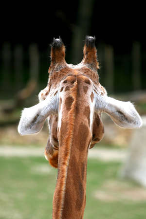 Back of the head of a giraffeの写真素材