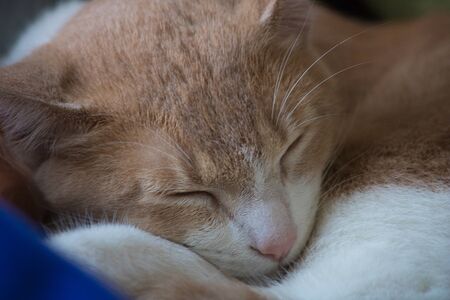 Beautiful brown kitten with white napping on the tableの写真素材