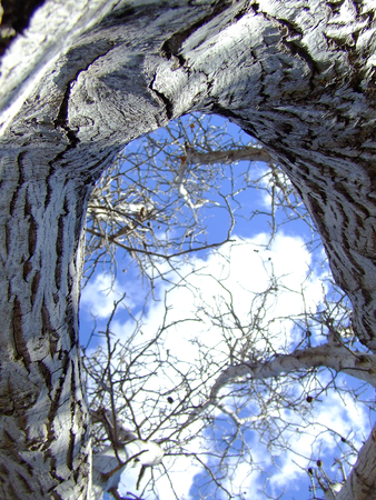 trees and blue skyの写真素材