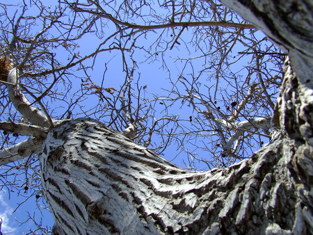 trees and blue skyの写真素材
