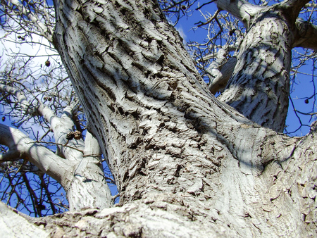 trees and blue skyの写真素材