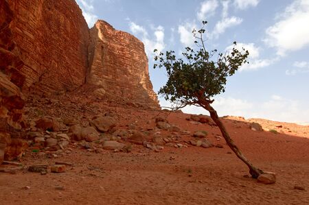 tree in the desertの写真素材