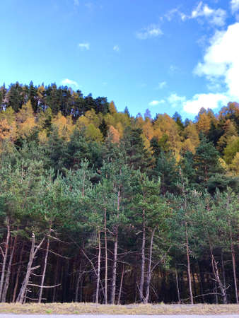 autumn forest with green and yellow treesの写真素材