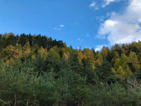 autumn forest with green and yellow treesの写真素材