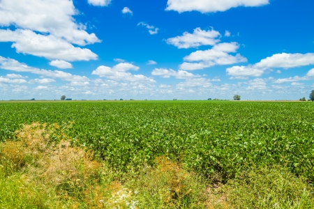 A beautiful field in the countryside, planted with soybean, under a nice blue sky,の写真素材