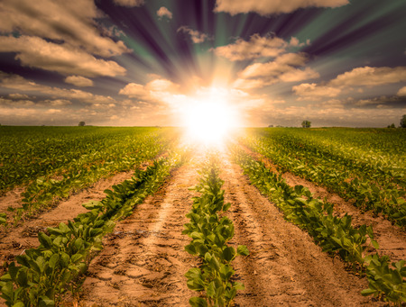 Powerful Sunrise with beams of light on a farm land behind rows of growing soybean crops. Blue Sky with white clouds and golden light. Focus on the front.の写真素材