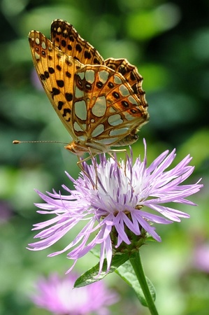 Butterfly on flowerの写真素材
