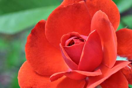 Petals red roseの写真素材