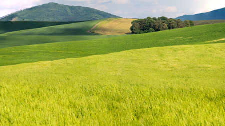 on a cereal fieldの写真素材