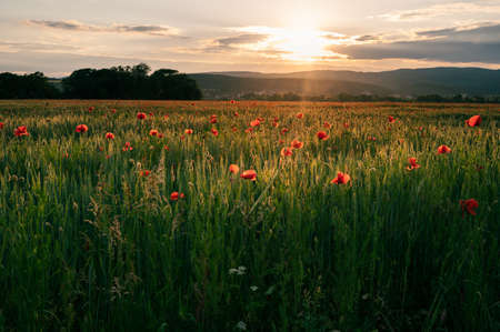 early evening on the meadow at sunsetの写真素材