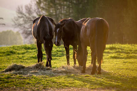 horses grazing at sunsetの写真素材