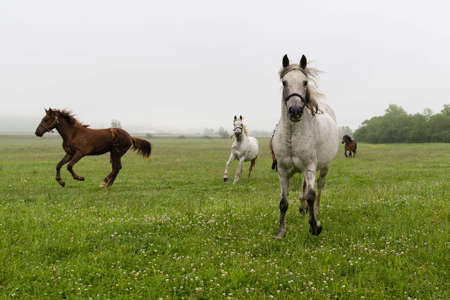 freedom and wildness of the horseの写真素材