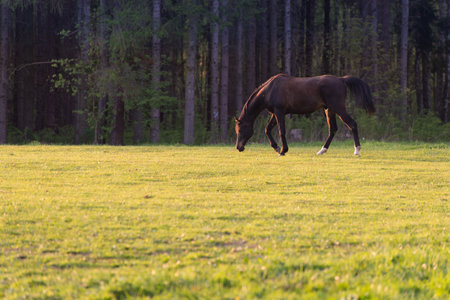 horses grazing at the first sunshineの写真素材