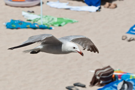 Seagull foraging on the beach between sunbedsの写真素材