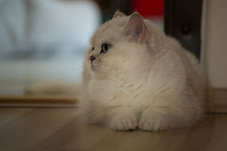 beautiful white British cat