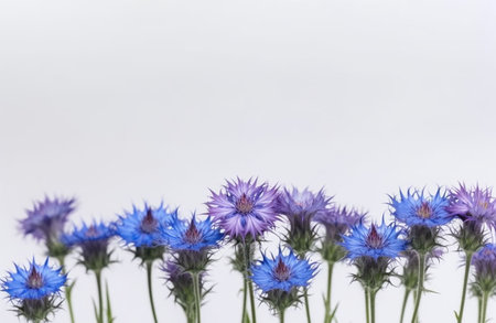 Blue cornflowers on a white background. Place for text. Generative AIの素材