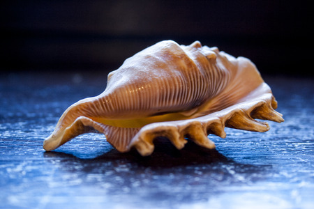 Yellow shell on a blue background close-upの写真素材