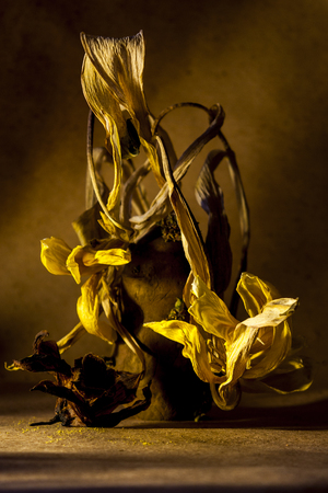 Still life withered flowers in the rays of light in brown tonesの写真素材