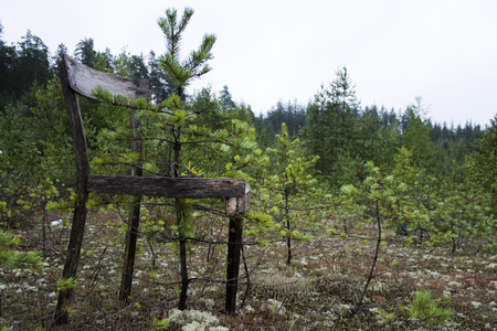Old chair in a coniferous forest stands on a mossの写真素材
